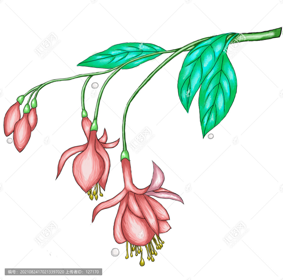 花枝