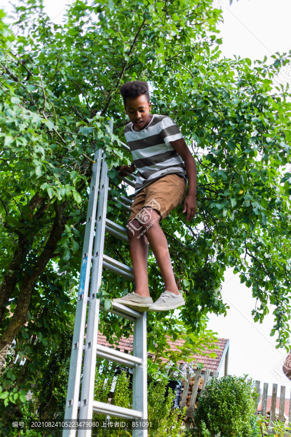 男孩爬上后院树旁的梯子
