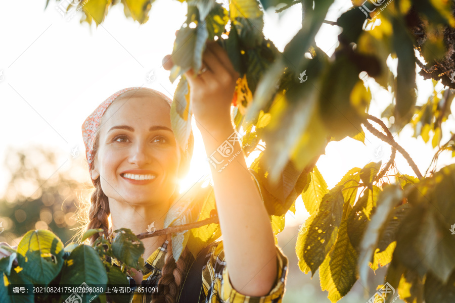 美丽的农妇在果园的树上收获樱桃