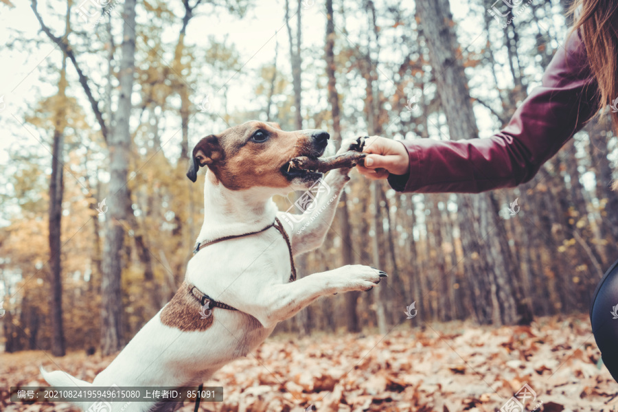 一个女人在秋天的树叶里扔棍子和她的狗玩耍