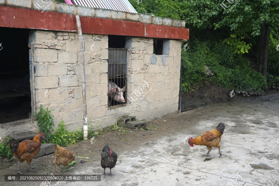 山区村民饲养的猪和鸡