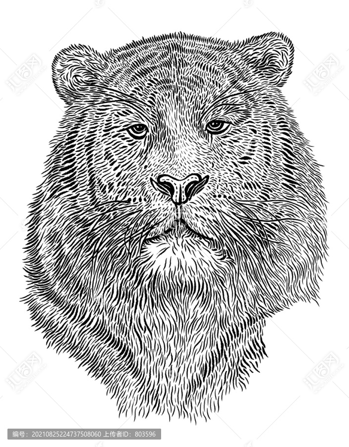 虎頭插畫