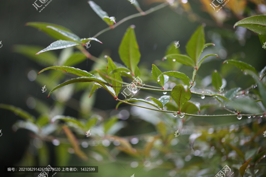 秋雨沐绿叶