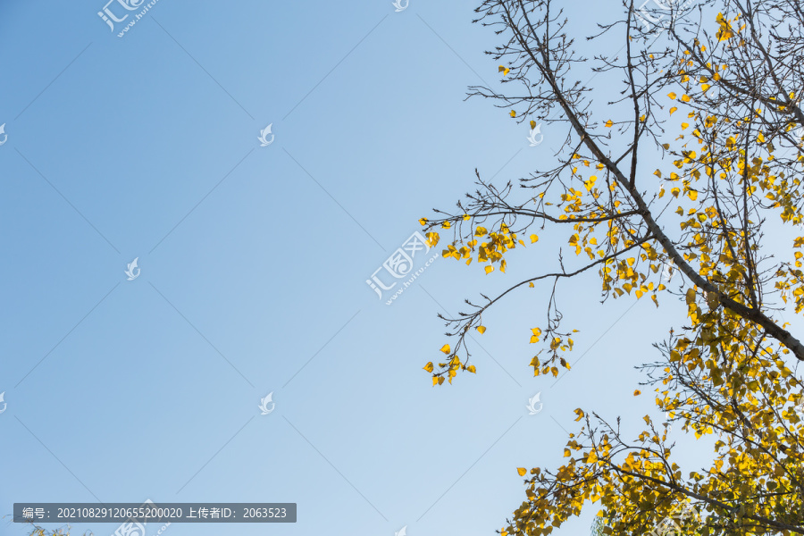 秋天树枝上变黄的树叶季节变化