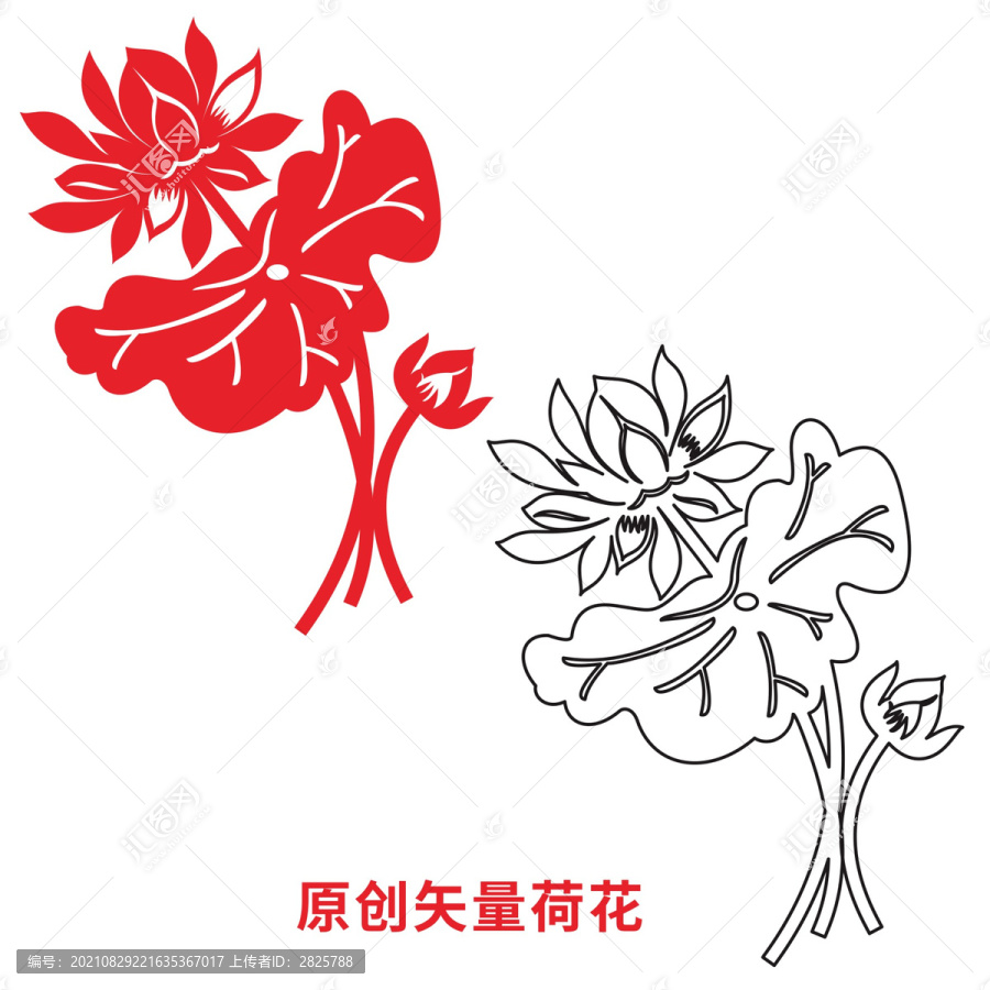 荷花