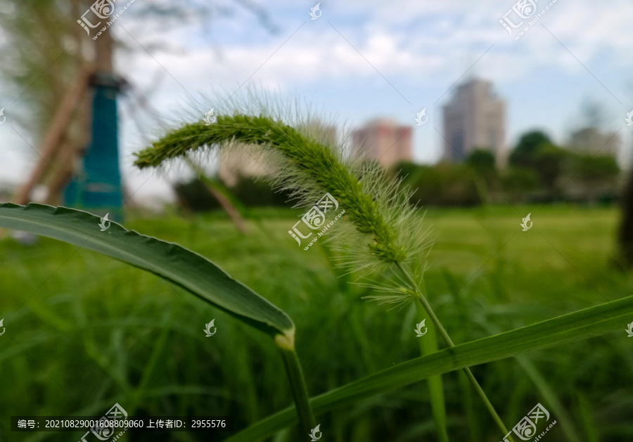 草特写