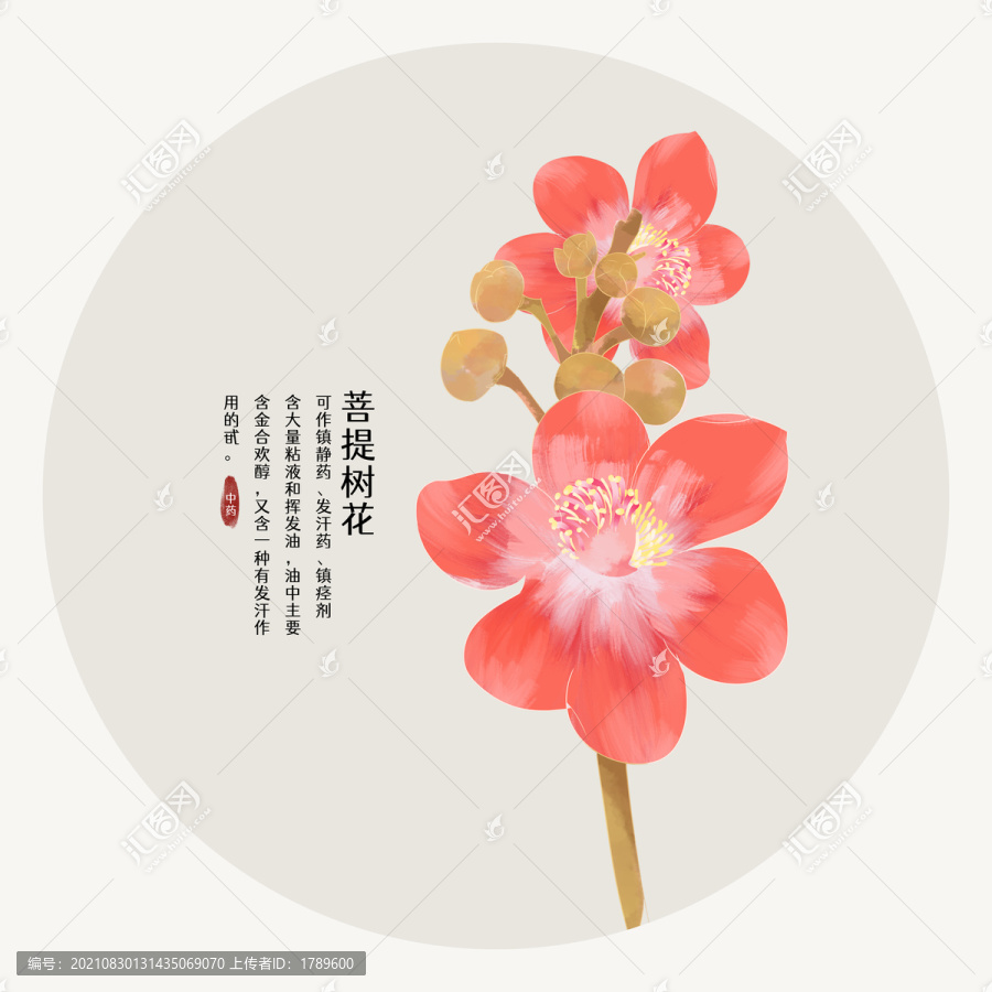 菩提树花