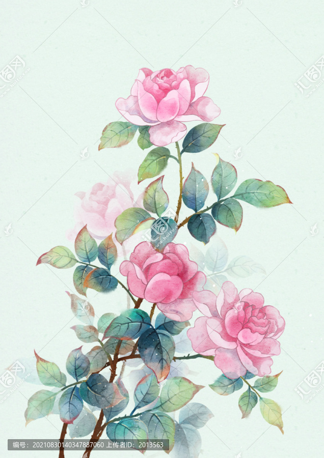 水彩月季插畫