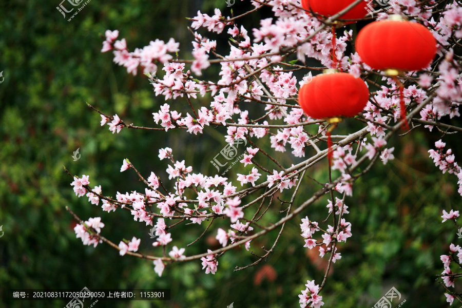 桃花枝