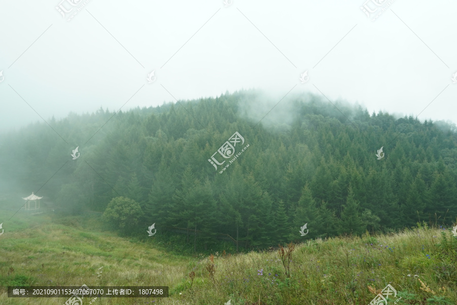 云海松树云山雾罩