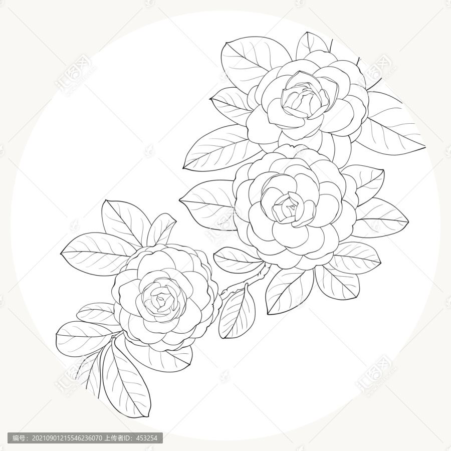 矢量線描茶花白描花卉線稿
