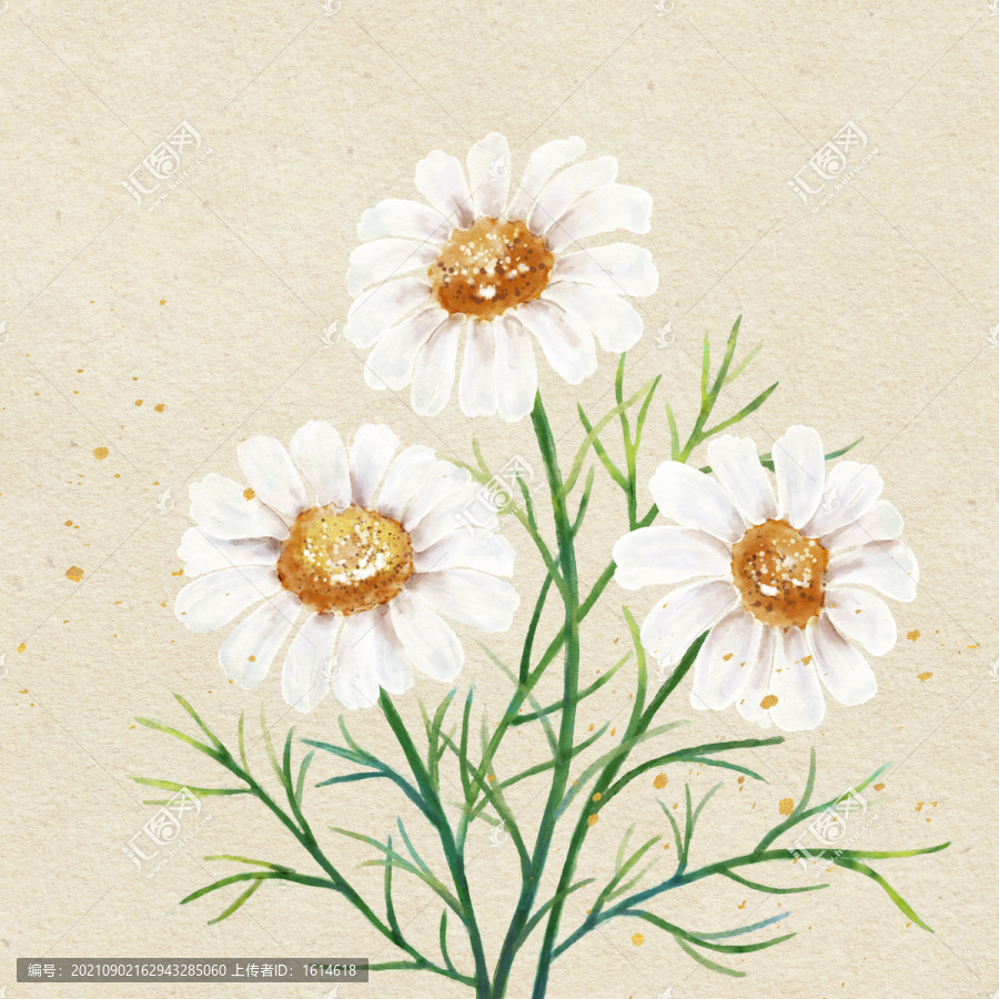 水彩白色小雛菊洋甘菊印花插圖