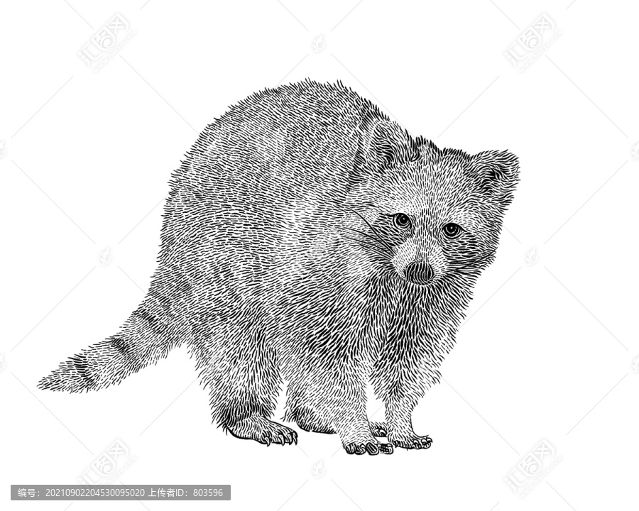 小袋熊動物插畫手繪包裝插畫