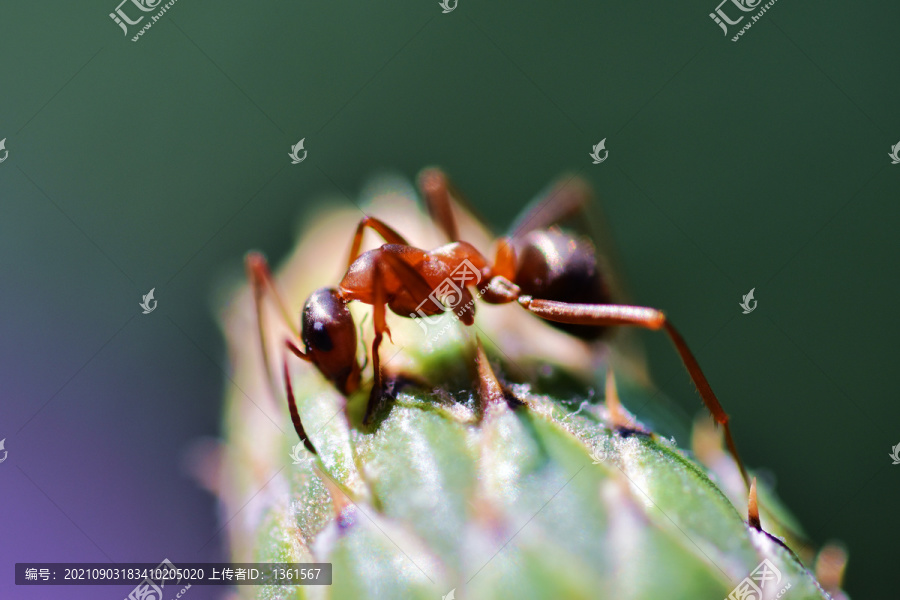 蚂蚁高清图