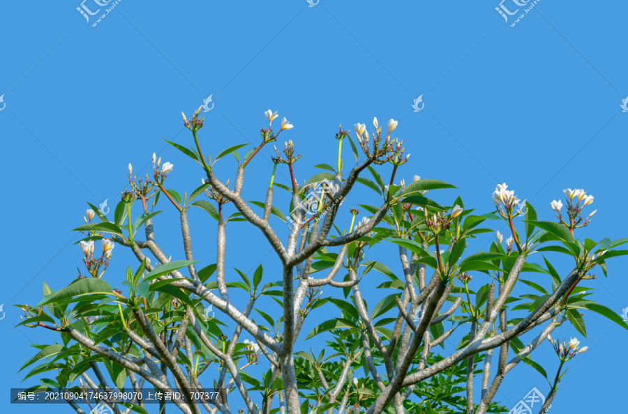 热带鸡蛋花树
