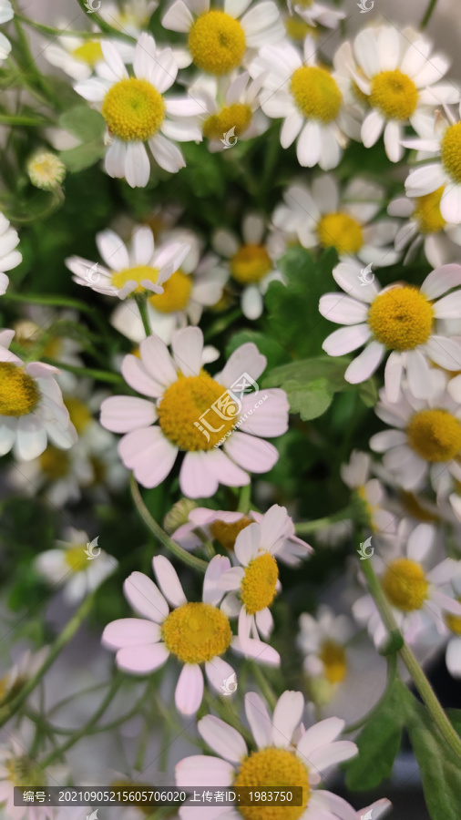 小雏菊花束