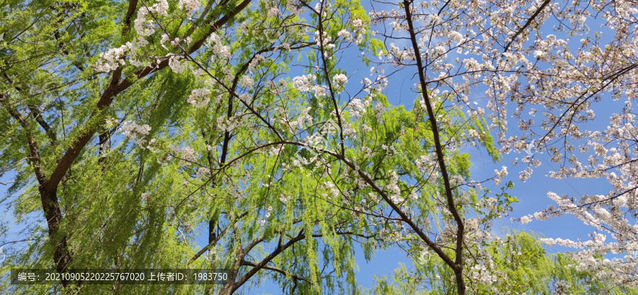 美丽的樱花