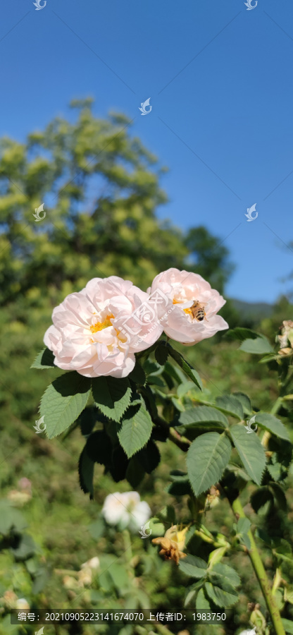 丰花月季