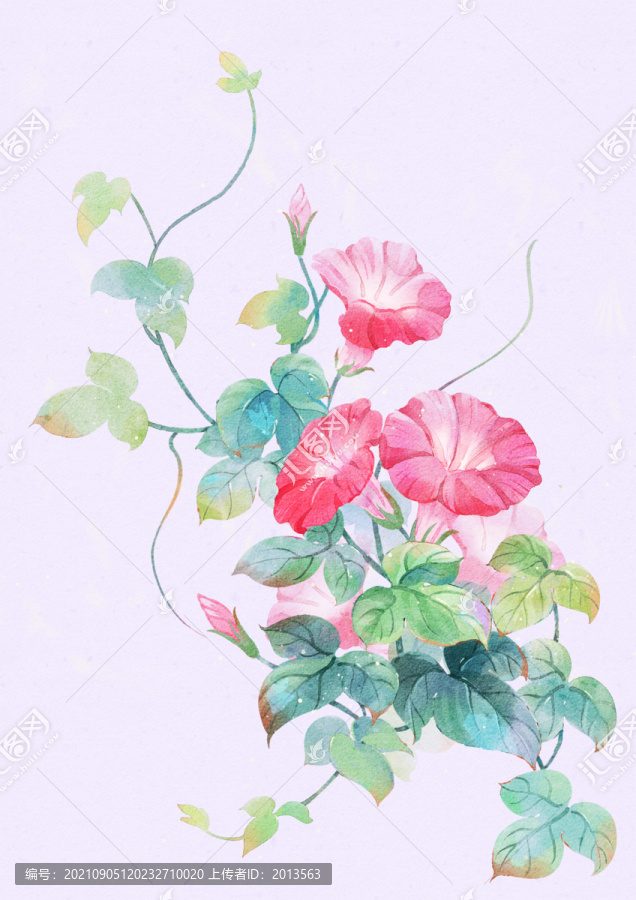 水彩喇叭花插畫