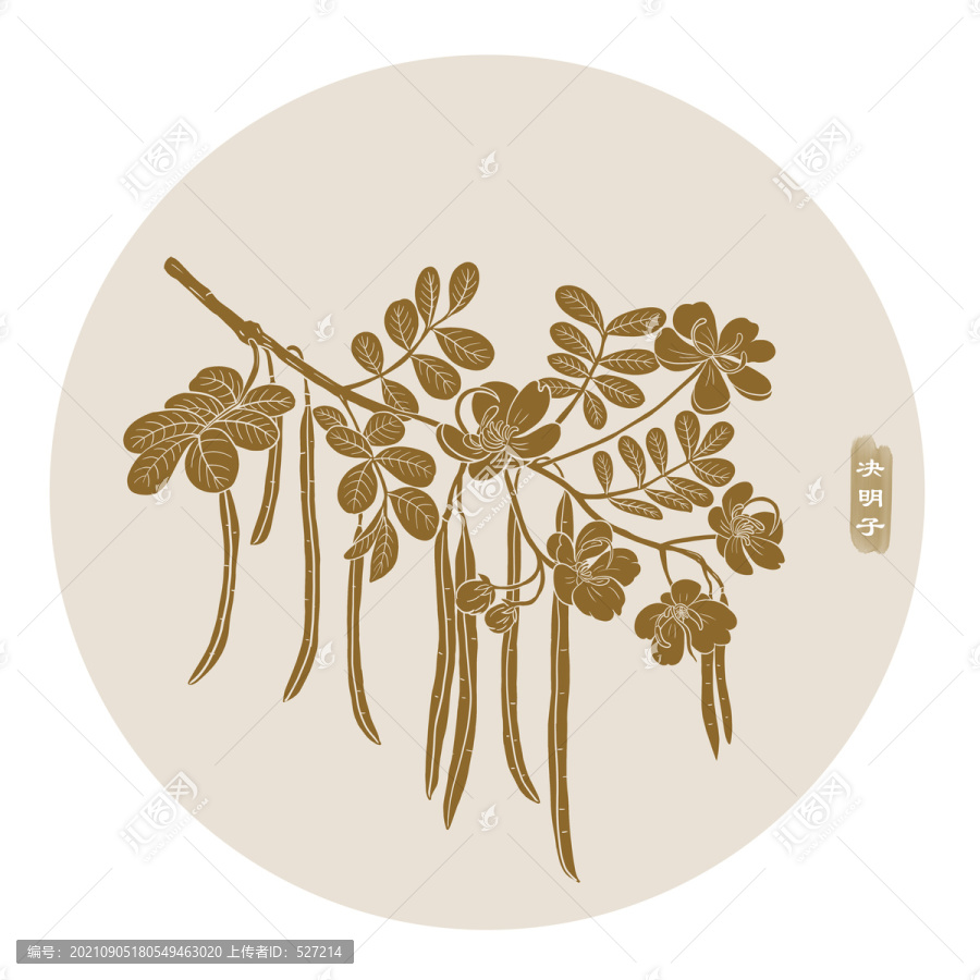 線描決明子