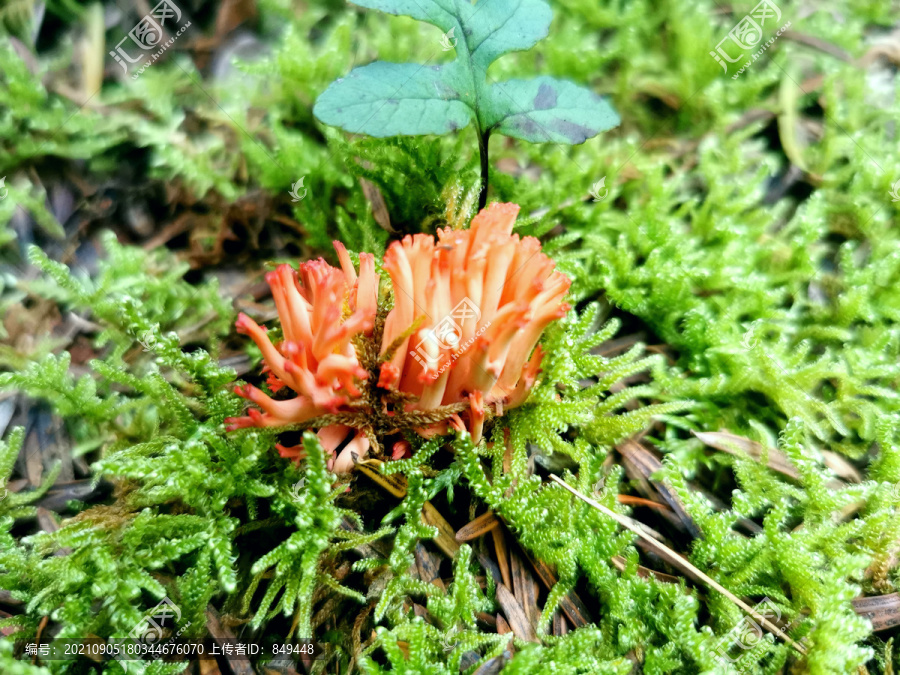 野生菌刷把菌