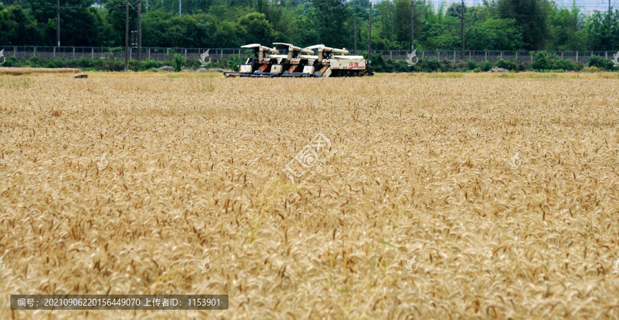 麦田