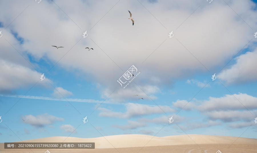 晴朗蓝天海鸥翱翔金色沙漠上空摄影照