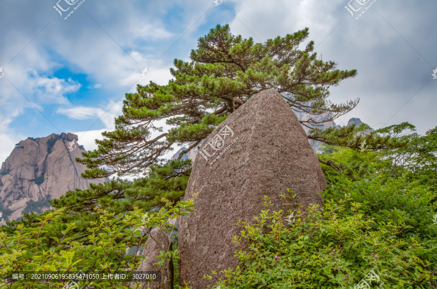 黃山送客松