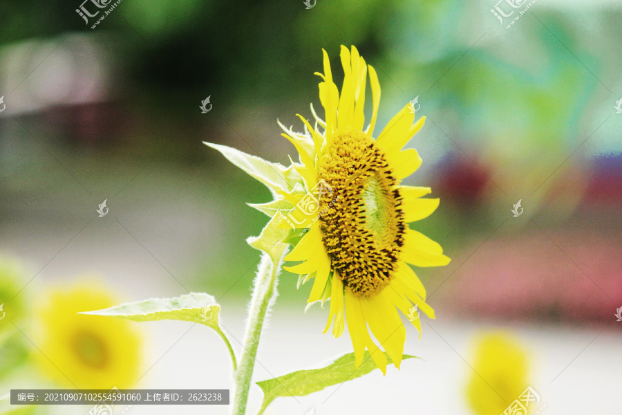 一片黄色向日葵花