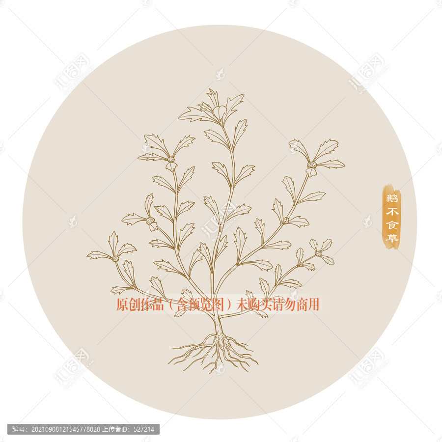 線描鵝不食草