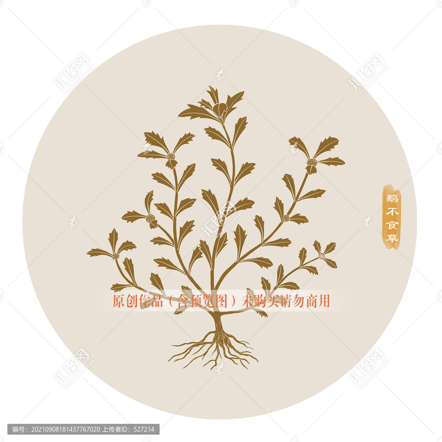 鵝不食草