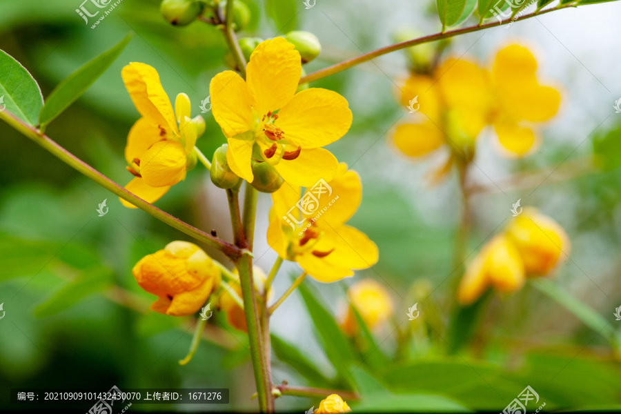 决明子花