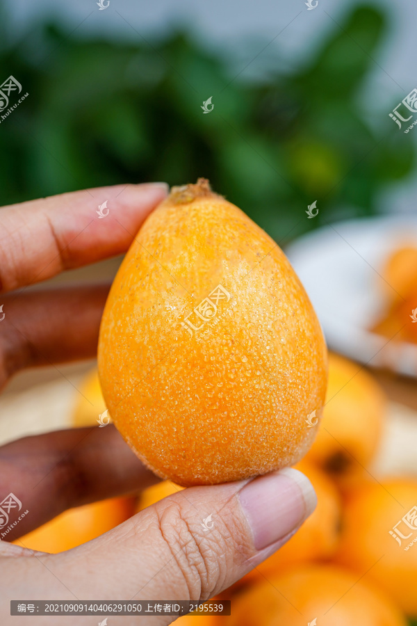 枇杷