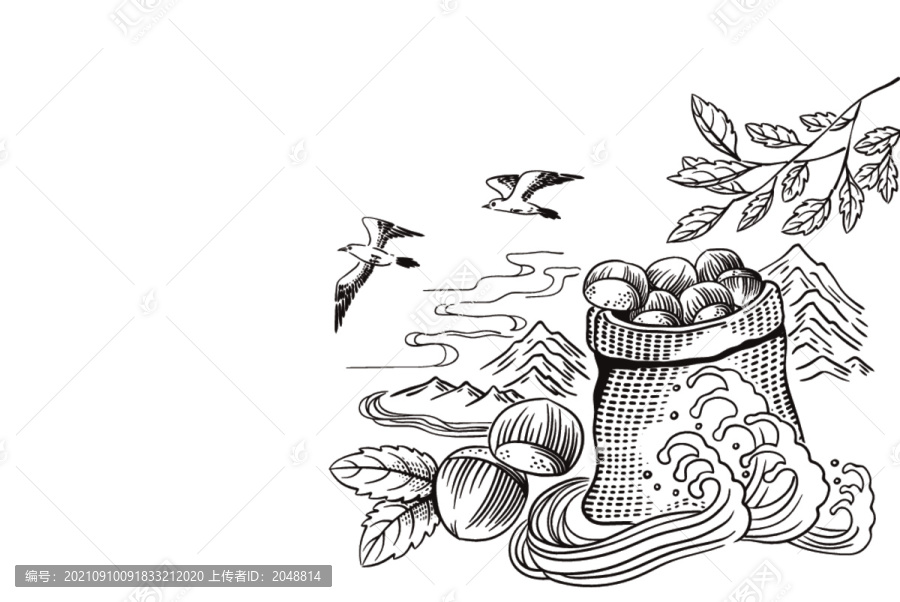 板栗植物矢量插畫