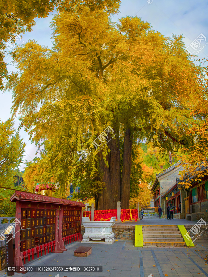 潭柘寺银杏