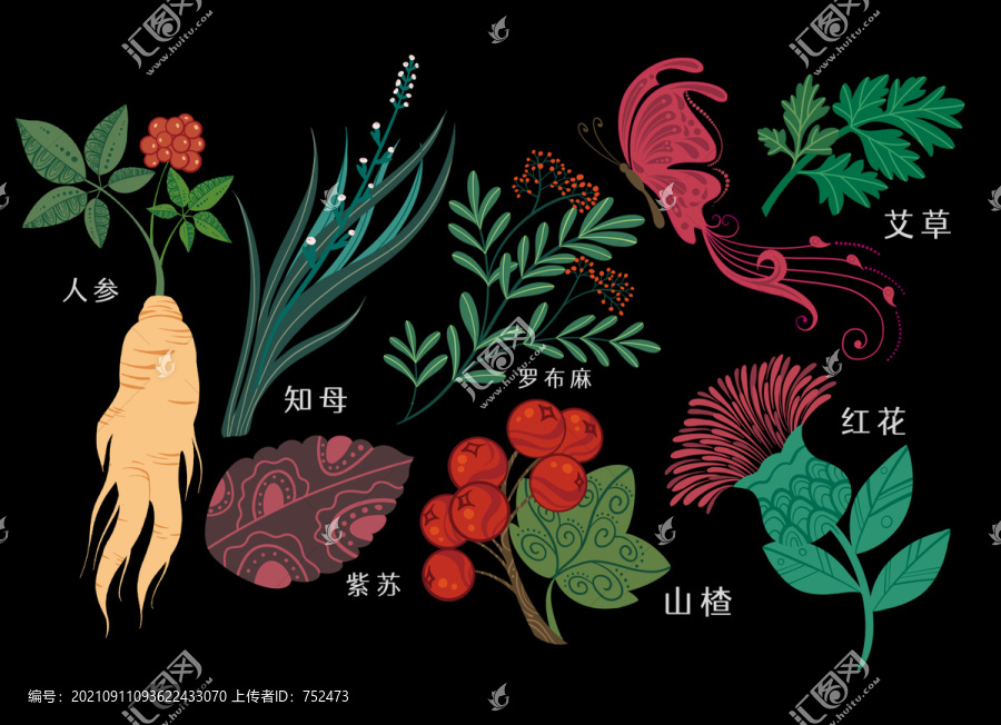 人參知母紫蘇羅布麻山楂艾草中藥