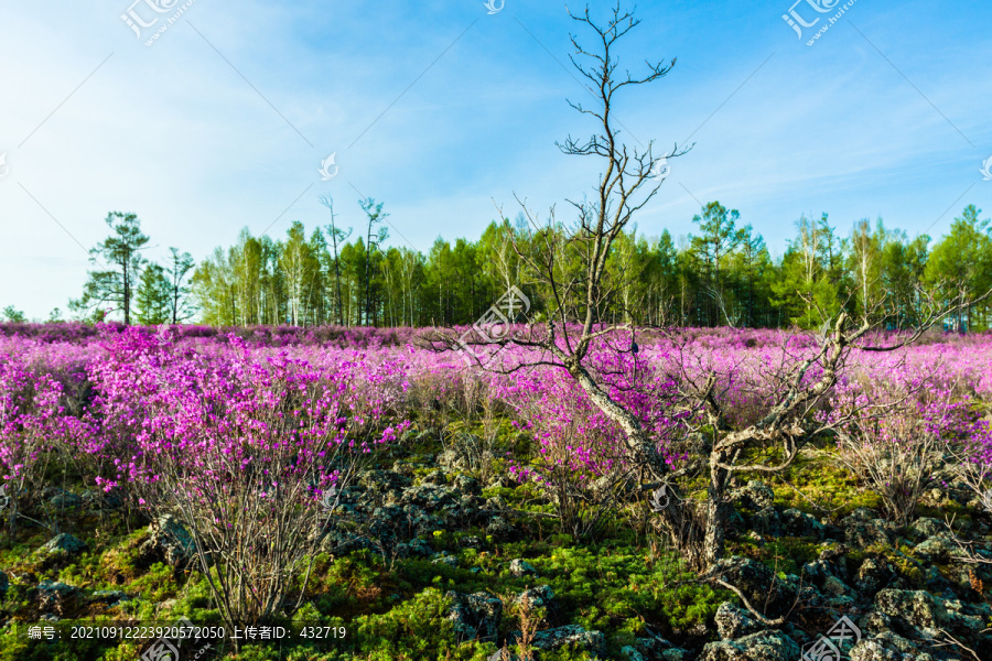 春天杜鹃花海森林火山岩