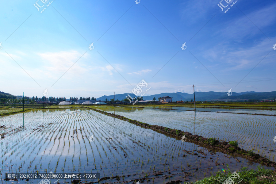 东北水稻