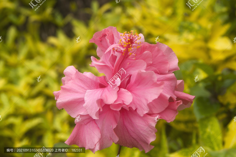 重瓣朱槿花-匯圖網(wǎng) fosd68.com 重瓣朱槿花