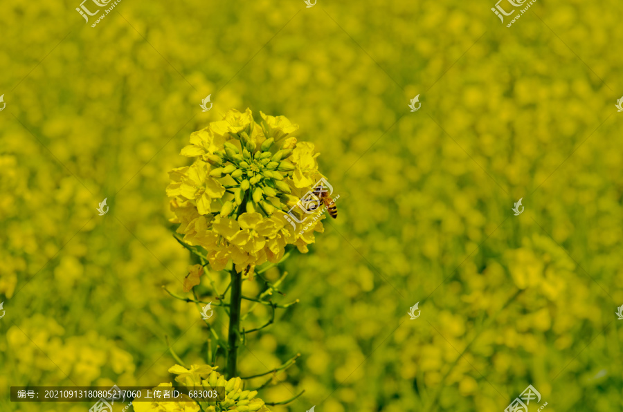 油菜花海與蜜蜂