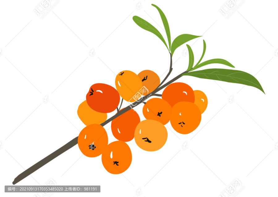 沙棘矢量插畫