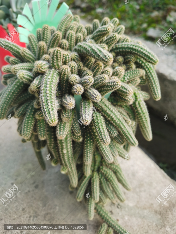 仙人棒