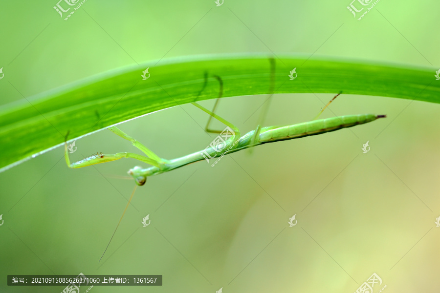 绿螳螂