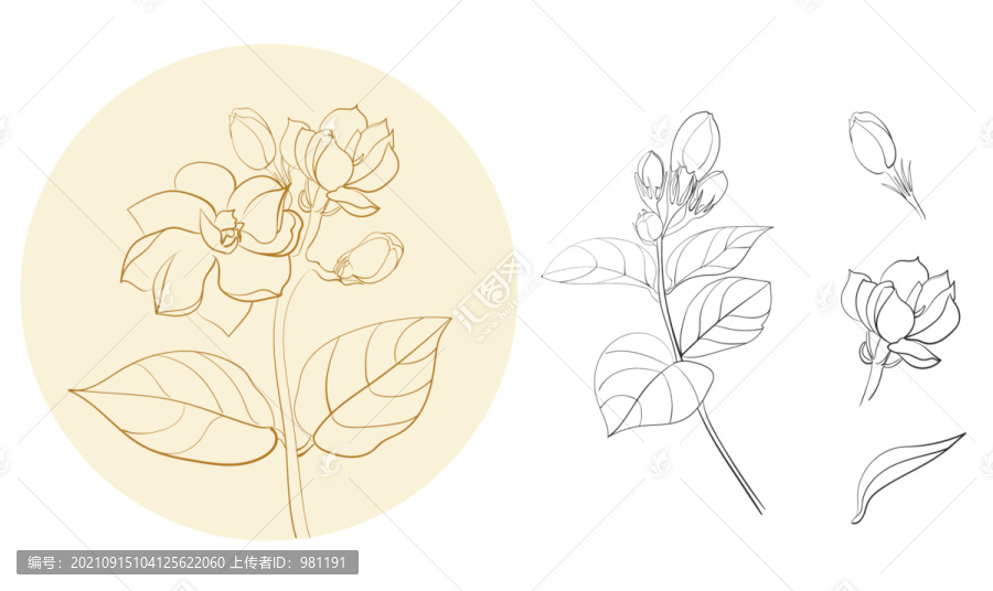 手繪茉莉花線描花紋
