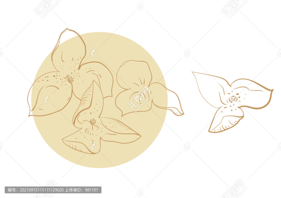 陳皮手繪陳皮插畫陳皮線描柑皮