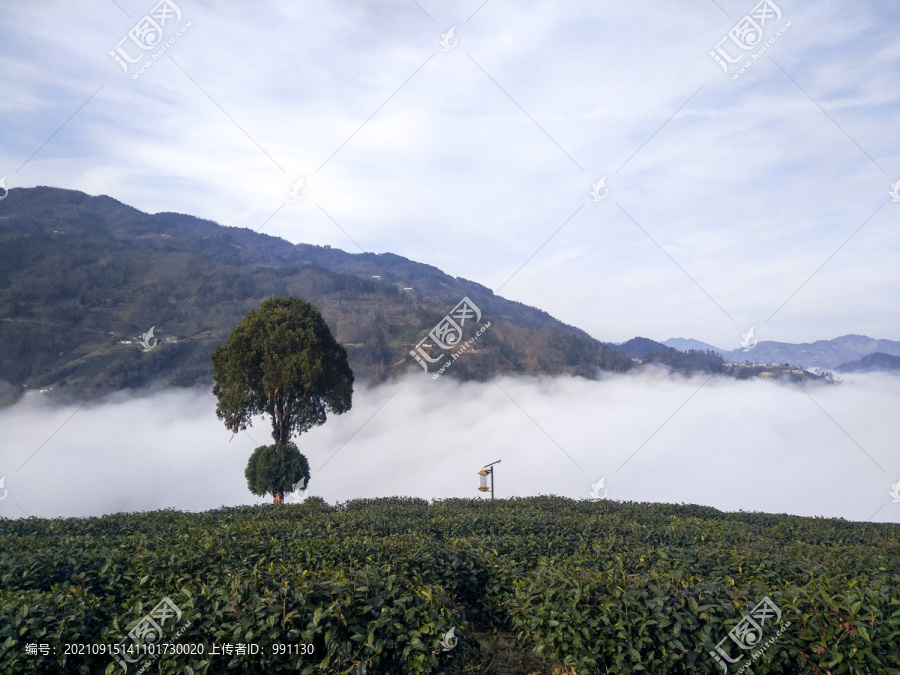 茶园云海