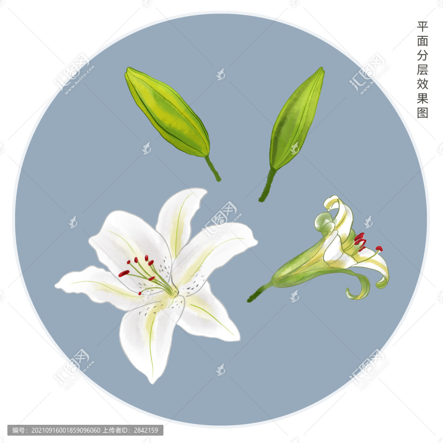 手繪百合