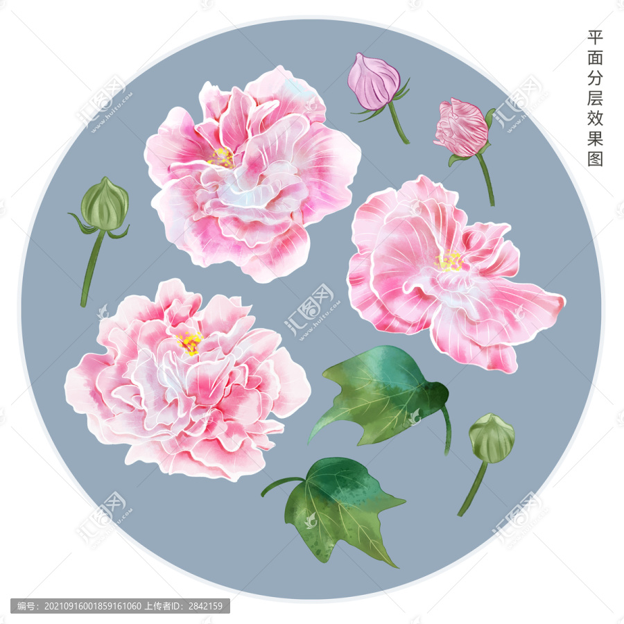 手繪芙蓉花