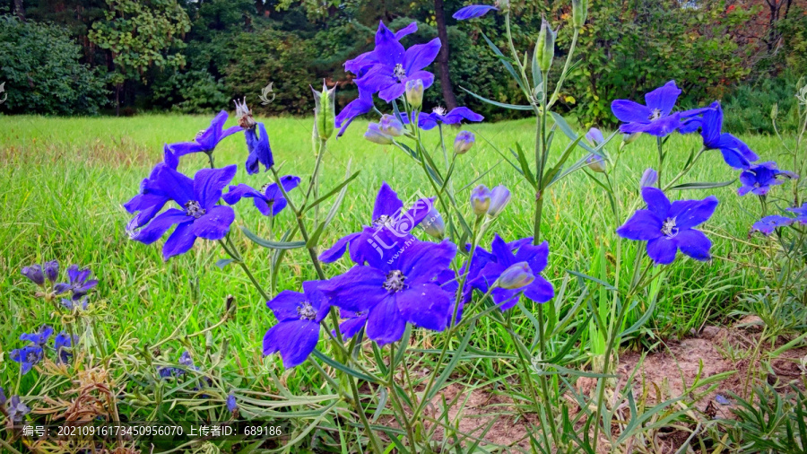 蓝色小花