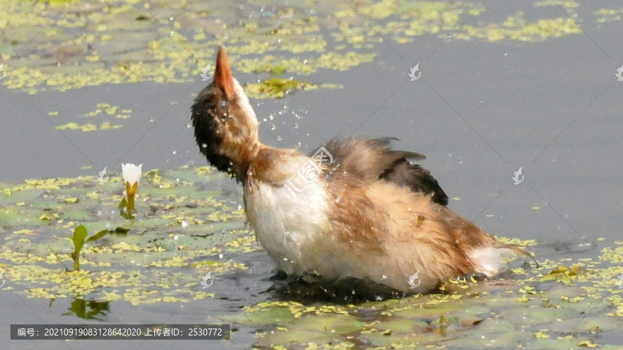 斑背潜鸭